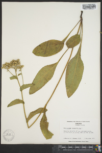 Parthenium integrifolium image