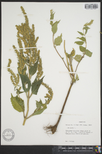 Iva annua image