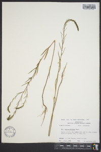 Iva angustifolia image