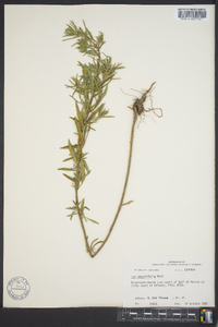 Iva angustifolia image