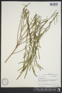 Iva angustifolia image