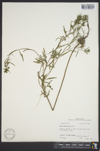 Iva angustifolia image