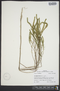 Iva angustifolia image