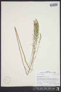 Iva angustifolia image