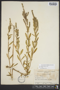 Iva angustifolia image