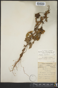 Xanthium strumarium var. glabratum image