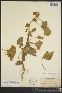 Xanthium strumarium var. glabratum image