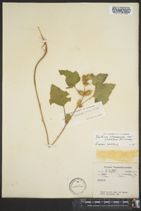 Xanthium strumarium var. glabratum image