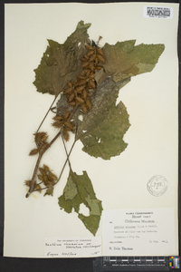 Xanthium strumarium var. glabratum image