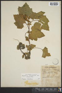 Xanthium strumarium var. glabratum image