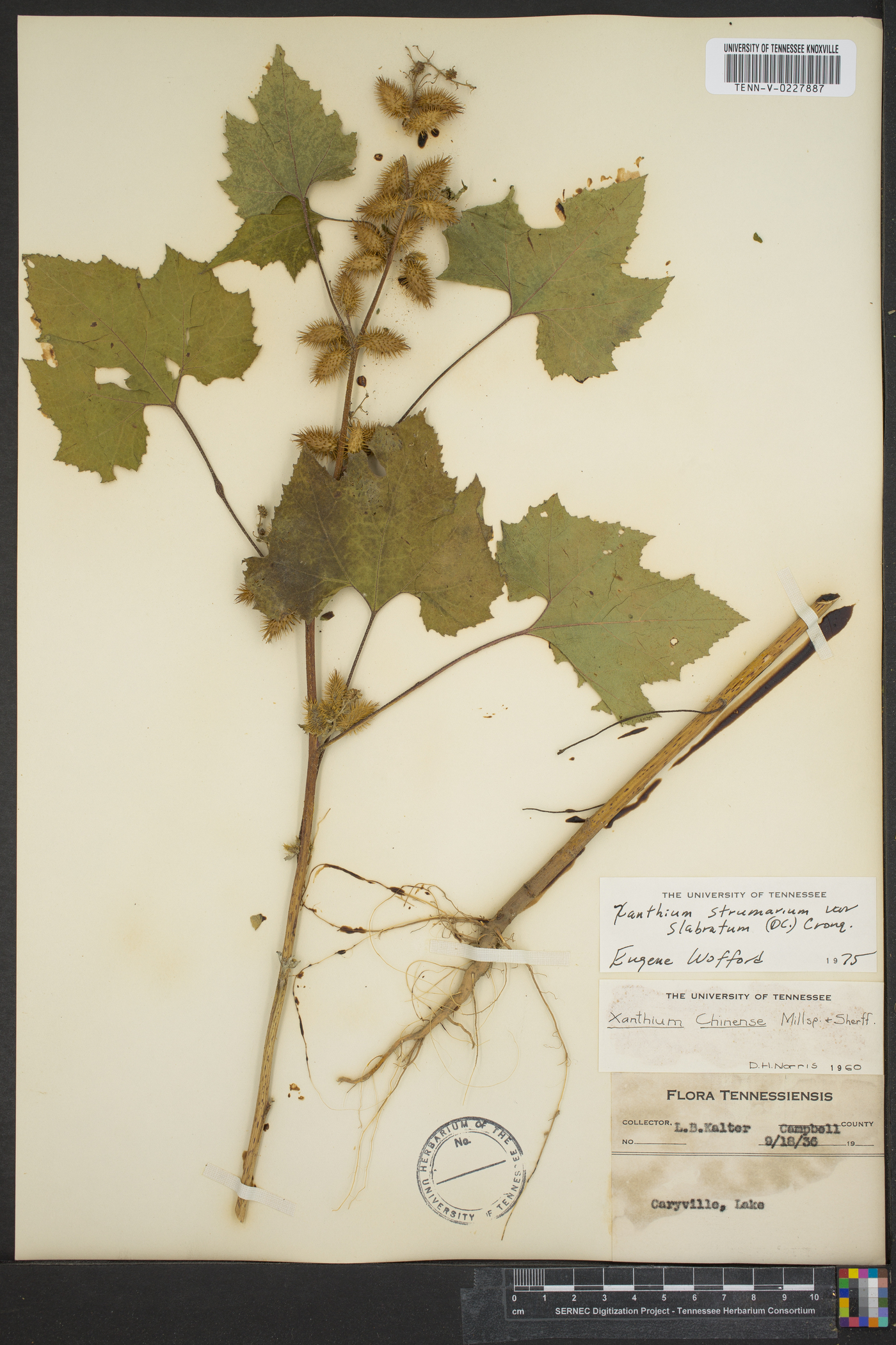 Xanthium strumarium var. glabratum image