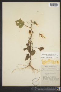 Xanthium strumarium var. glabratum image