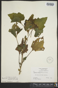 Xanthium strumarium var. glabratum image