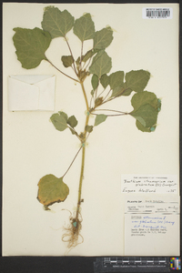 Xanthium strumarium var. glabratum image