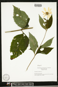 Helianthus decapetalus image