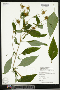 Heliopsis helianthoides var. helianthoides image