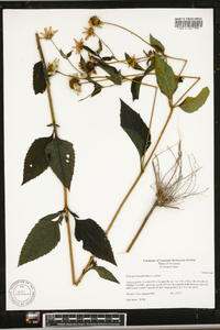 Heliopsis helianthoides var. helianthoides image