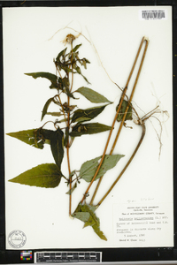 Heliopsis helianthoides var. scabra image