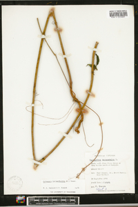 Heliopsis helianthoides var. helianthoides image