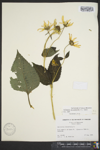 Heliopsis helianthoides var. helianthoides image