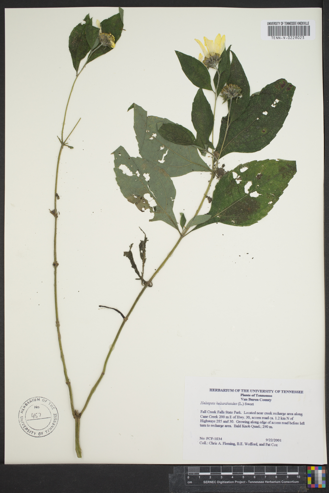 Heliopsis helianthoides var. scabra image