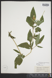 Heliopsis gracilis image