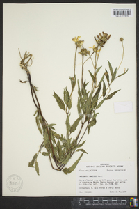 Heliopsis gracilis image