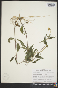 Heliopsis gracilis image