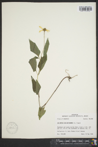 Heliopsis gracilis image