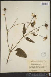 Heliopsis helianthoides var. helianthoides image