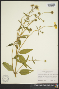 Heliopsis helianthoides var. scabra image