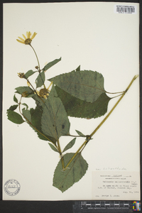 Heliopsis helianthoides var. helianthoides image