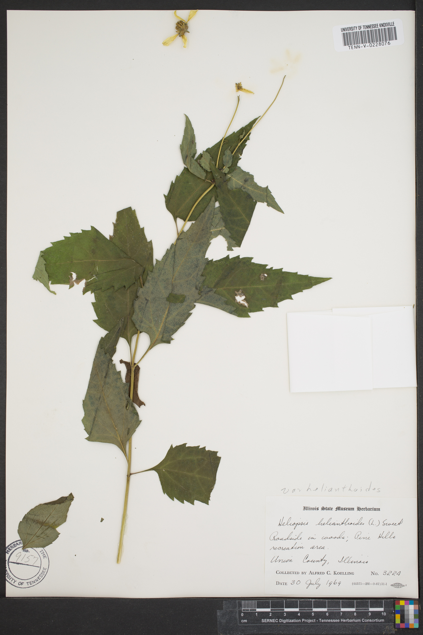 Heliopsis helianthoides var. scabra image