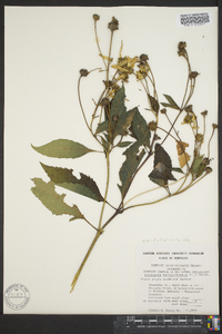 Heliopsis helianthoides var. helianthoides image