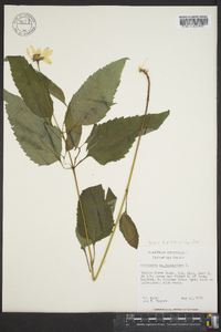 Heliopsis helianthoides var. helianthoides image