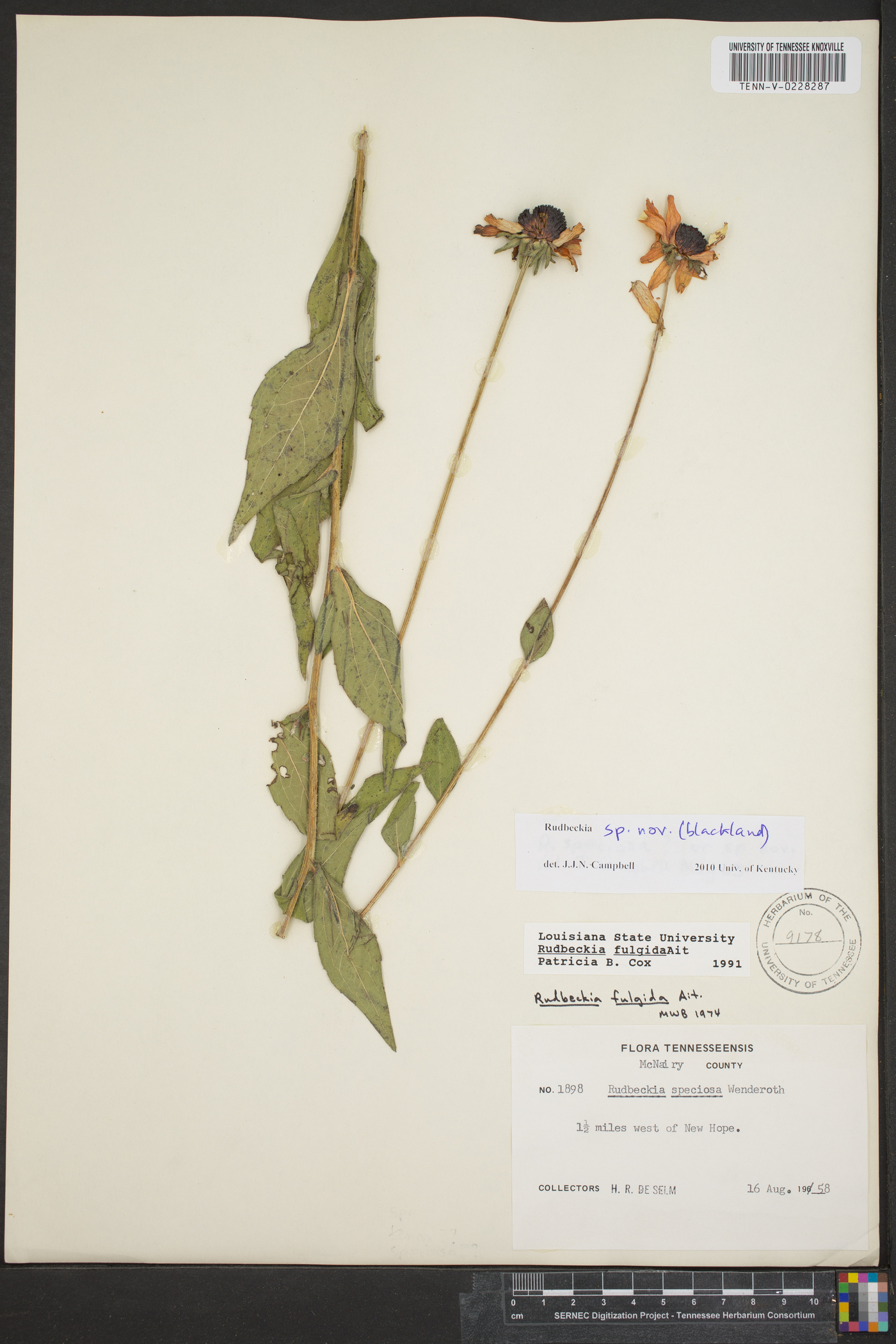Rudbeckia fulgida var. umbrosa image