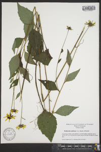 Rudbeckia fulgida image