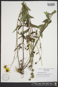 Rudbeckia truncata image