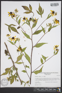 Rudbeckia triloba image