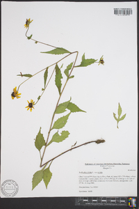 Rudbeckia triloba image