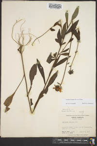 Rudbeckia fulgida image