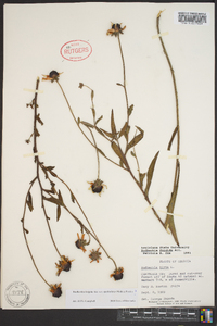 Rudbeckia fulgida image