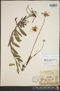 Rudbeckia fulgida image