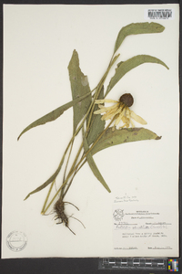 Rudbeckia grandiflora image