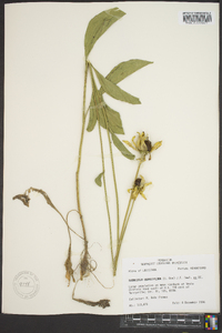 Rudbeckia grandiflora image