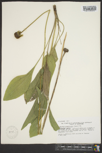 Rudbeckia grandiflora image