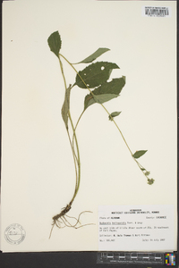 Rudbeckia heliopsidis image
