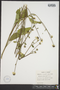 Rudbeckia heliopsidis image