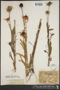 Rudbeckia missouriensis image