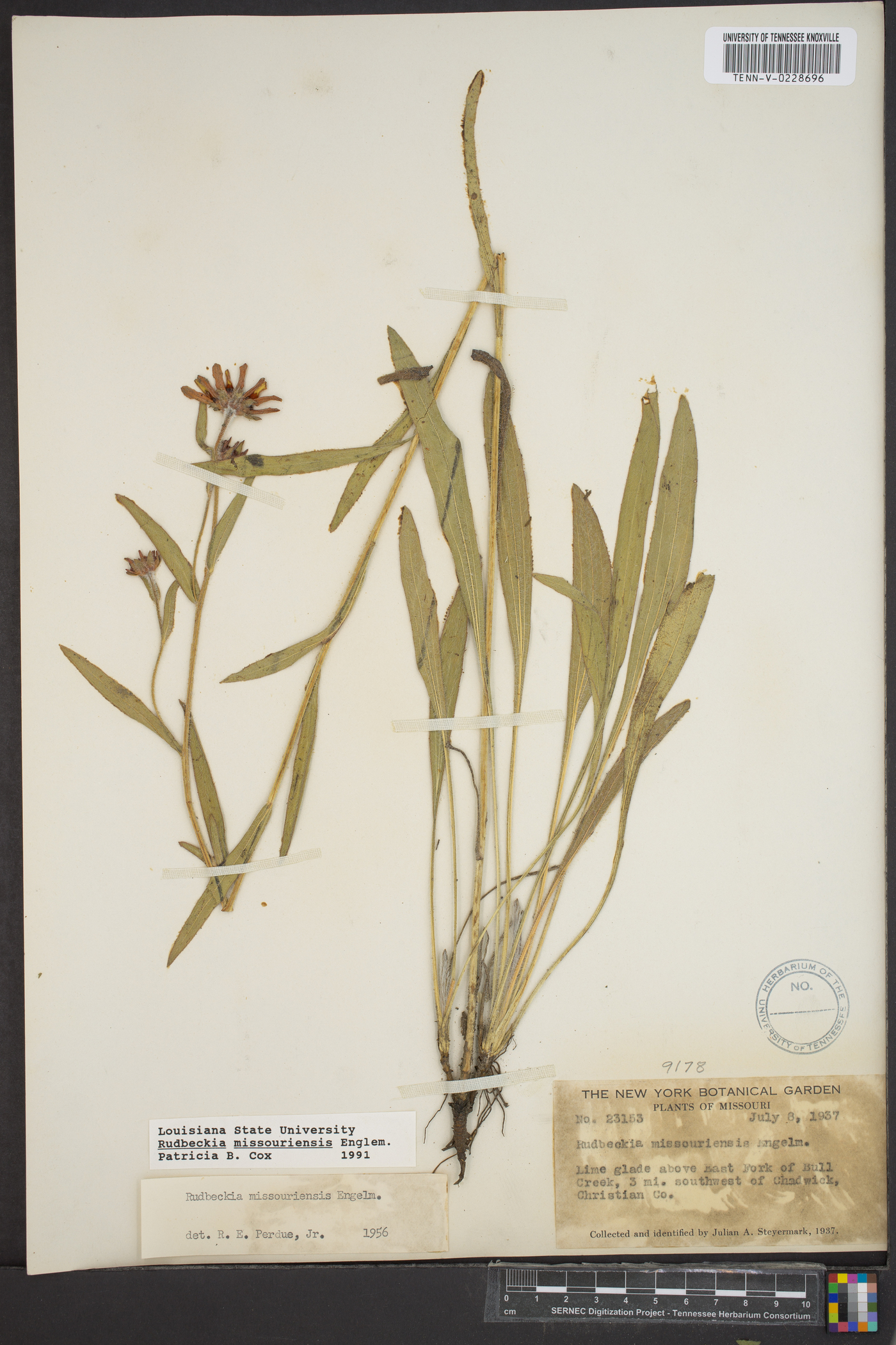 Rudbeckia missouriensis image